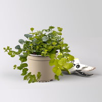 Blattschmuckpflanzen-Trio, grün-weiß, Topf-Ø 13 cm, 6 Pflanzen