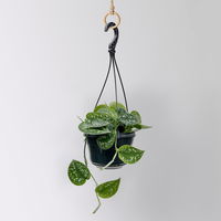 Grünpflanzen-Set Buntes-Trio, Hängeampel-Ø 15 cm, 3 Pflanzen