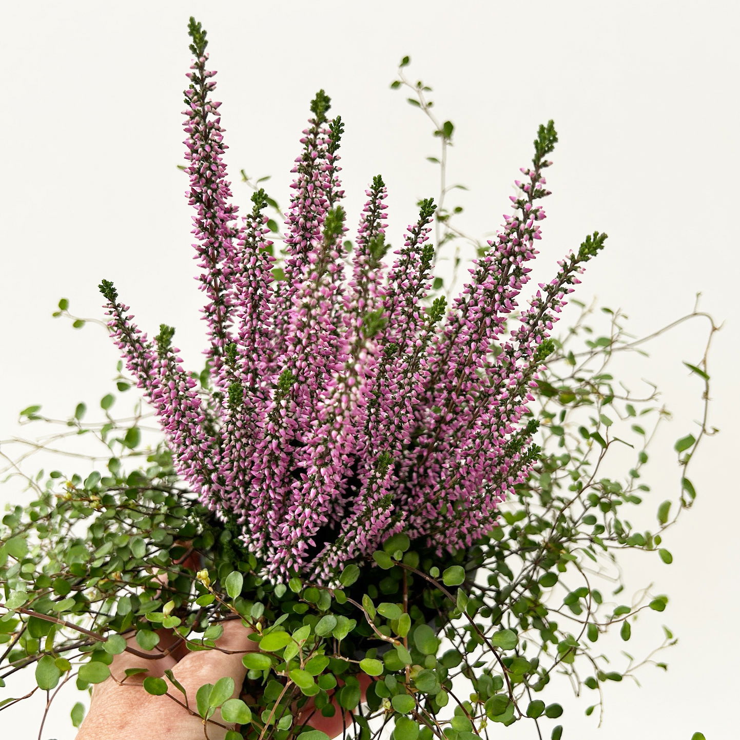 Knospenheide & Mühlenbeckia Duo, lila, Topf-Ø 13 cm, 6 Pflanzen