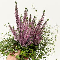 Knospenheide & Mühlenbeckia Duo, lila, Topf-Ø 13 cm, 6 Pflanzen