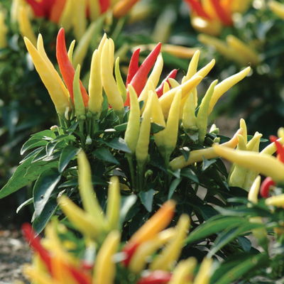 Blu Bio Paprikapflanze 'Paprikaños', Topf-Ø 15 cm, 3er Set Blu Bio Paprikapflanze 'Paprikaños', Topf-Ø 15 cm, 3er Set