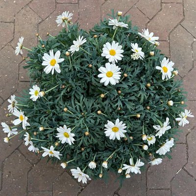 Margerite 'Beejou', weiß, Topf-Ø 19 cm, 2 Pflanzen