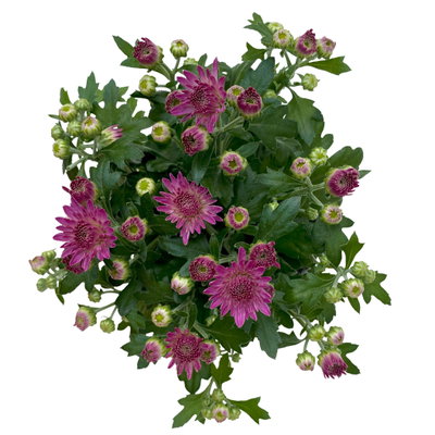 Chrysanthemen, lila, Topf-Ø 10,5 cm, 8 Pflanzen
