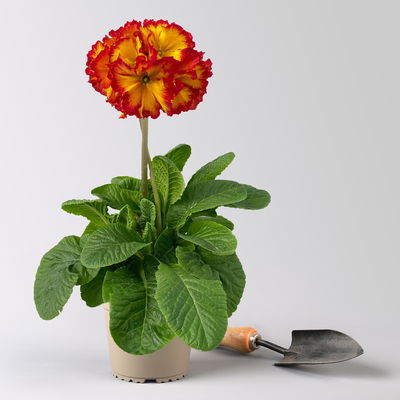 Hohe Schlüsselblume 'Inara® Fire', rot-gelb, Topf-Ø 13 cm, 6 Pflanzen Hohe Schlüsselblume 'Inara® Fire', rot-gelb, Topf-Ø 13 cm, 6 Pflanzen