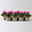 Alpenveilchen 'Picola Shine®' weiß-violett, Topf-Ø 10,5cm, 8 Pflanzen