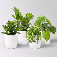 Grünpflanzenkreation 'Einsteiger-Mix', Topf-Ø 12cm + Übertopf Dallas, 4 Pflanzen