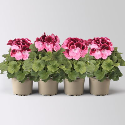 Edelgeranie Bella Donna® 'Don Camaro®', dunkelrot-pink, Topf-Ø 12 cm, 4 Pflanzen Edelgeranie Bella Donna® 'Don Camaro®', dunkelrot-pink, Topf-Ø 12 cm, 4 Pflanzen