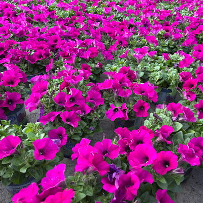 Petunie, fuchsia, hängend, Topf-Ø 13 cm, 6 Pflanzen