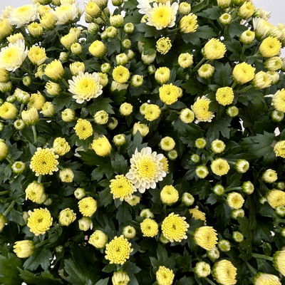 Chrysanthemen, weiß, Topf-Ø 14 cm, 4 Pflanzen Chrysanthemen, weiß, Topf-Ø 14 cm, 4 Pflanzen
