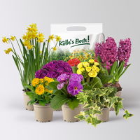 Pflanzenkreation Primelliebe, 7 Pflanzen inkl. Erde