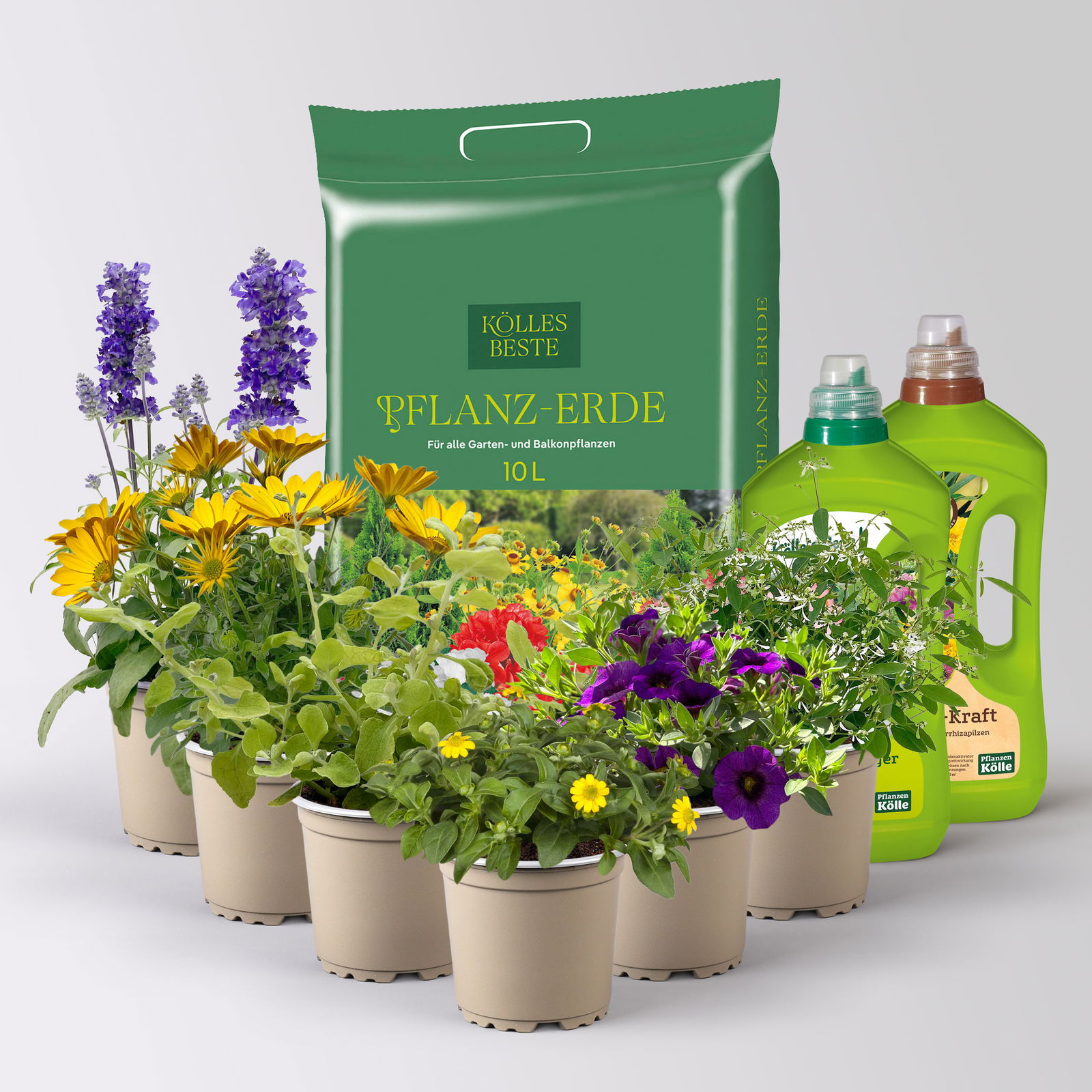 Pflanzenkreation 'Swimmingpool', 6 Pflanzen inkl. Erde und Dünger