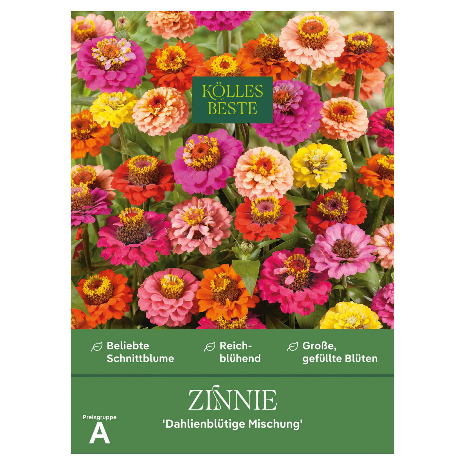 Kölles Beste Blumensamen, Zinnien 'Dahlienblütige Mischung'