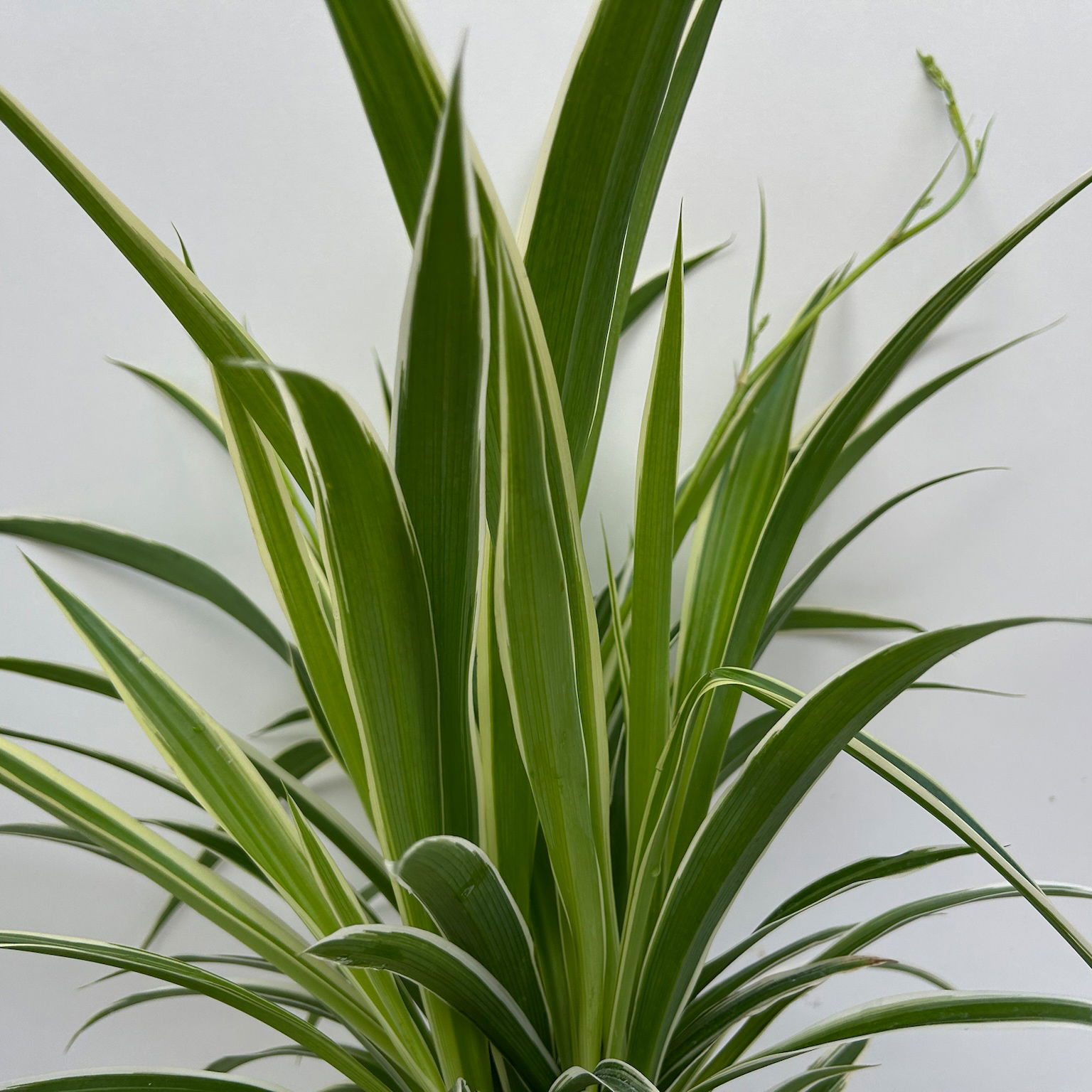 Grünlilie 'Irish', grün-weiß, Topf-Ø 12 cm, 2 Pflanzen