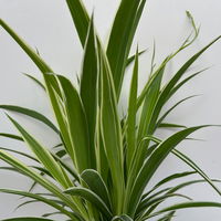 Grünlilie 'Irish', grün-weiß, Topf-Ø 12 cm, 2 Pflanzen