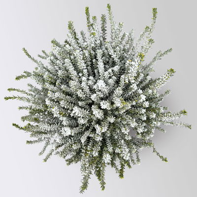 Pflanzenkreation Winterweiß, 8 Pflanzen + Lichterkette + Erde Pflanzenkreation Winterweiß, 8 Pflanzen + Lichterkette + Erde