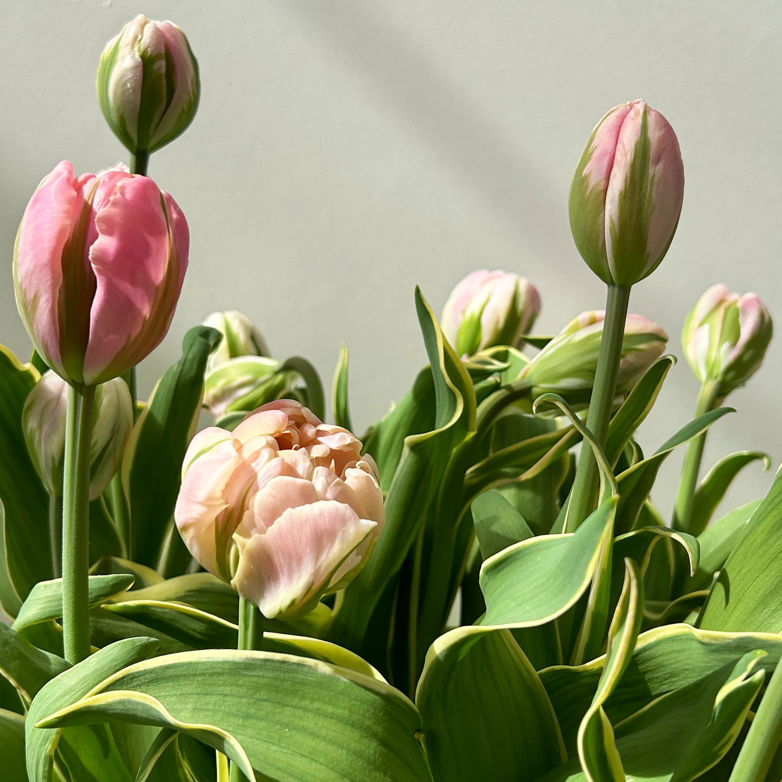 Tulpe 'Pink Star' rosa gefüllt, vorgetrieben, Topf-Ø 23 cm