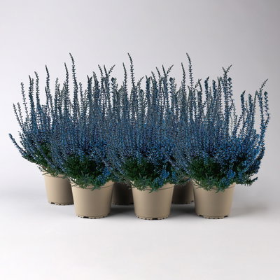 Knospenheide 'Picasso', blau gefärbt, Topf-Ø 12 cm, 6 Pflanzen Knospenheide 'Picasso', blau gefärbt, Topf-Ø 12 cm, 6 Pflanzen