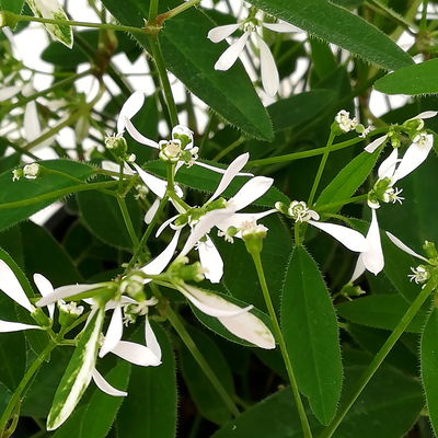 Zauberschnee™ 'Diamond Frost™' XL weiß, Topf 17 cm Ø, 2 Pflanzen