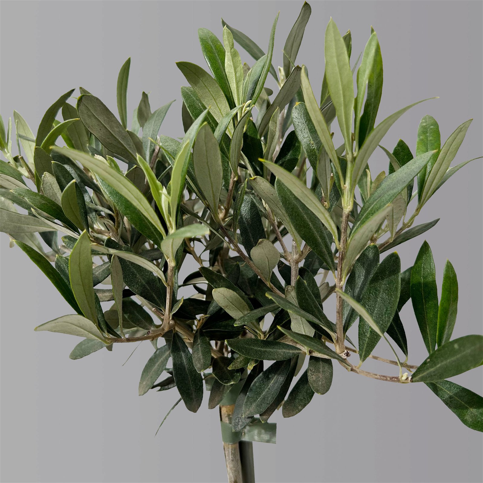 Olivenbaum, Stämmchen, Topf-Ø 15/16 cm, Höhe ca. 40 cm