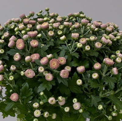 Chrysanthemen, rosa, Topf-Ø 14 cm, 4 Pflanzen Chrysanthemen, rosa, Topf-Ø 14 cm, 4 Pflanzen