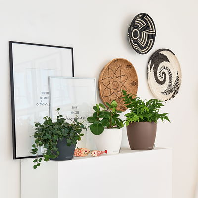 Lechuza 'Classico Color 21', muskat, ca. Ø 21,5 x H 20,5 cm Lechuza 'Classico Color 21', muskat, ca. Ø 21,5 x H 20,5 cm