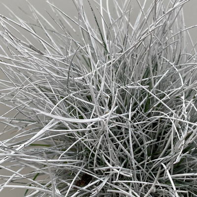 Blauschwingel weiß gefärbt, Topf-Ø 11 cm Ø, 6er-Set