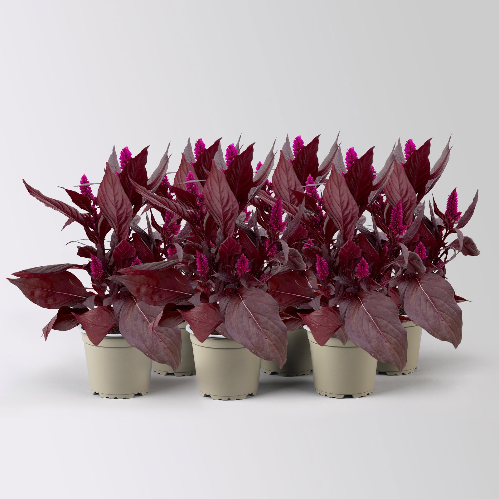 Celosia 'Mystic Shades', pink, Topf-Ø 12 cm, 6 Pflanzen Celosia 'Mystic Shades', pink, Topf-Ø 12 cm, 6 Pflanzen
