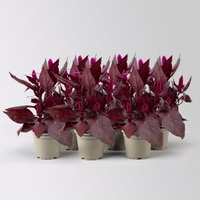 Celosia 'Mystic Shades', pink, Topf-Ø 12 cm, 6 Pflanzen Celosia 'Mystic Shades', pink, Topf-Ø 12 cm, 6 Pflanzen