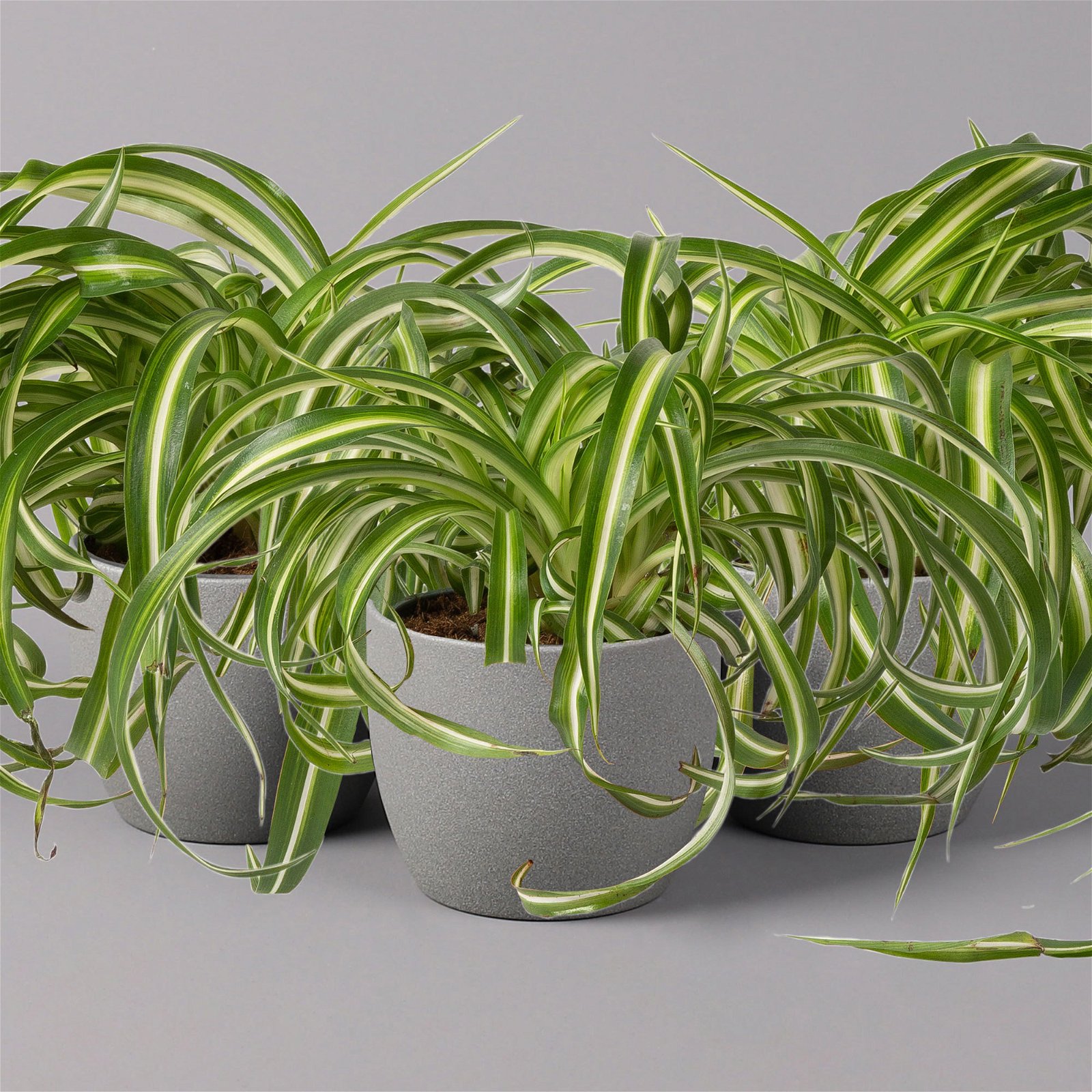 2 Stk. Künstliche Topfpflanze Kunstpflanzen im Set Retro Übertopf