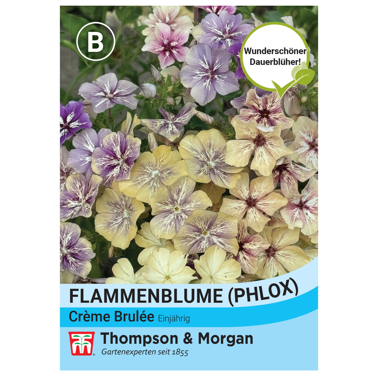 Thompson & Morgan Flammenblume (Phlox) 'Crème Brulée', bunt Thompson & Morgan Flammenblume (Phlox) 'Crème Brulée', bunt