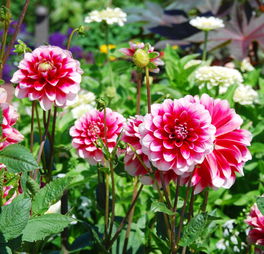 Dahlien Dahlien
