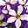 Petunie 'Lucky Lilac' lila-weiß, hängend, Ampeltopf-Ø 25/27 cm