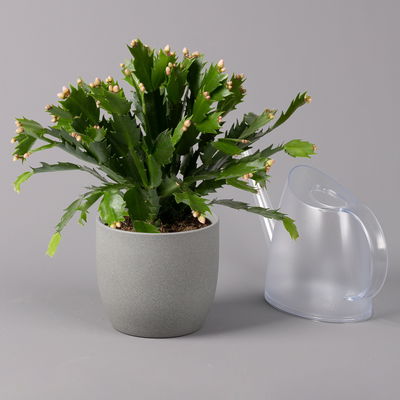 Weihnachtskaktus, orange, Topf-Ø 12 cm, 3 Pflanzen