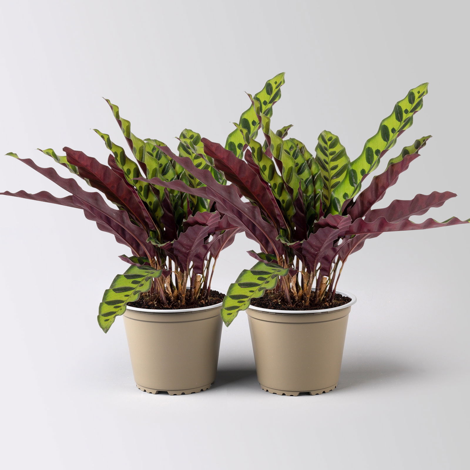 Calathea, Topf-Ø 14 cm, Höhe ca. 30-50cm, 2 Pflanzen Calathea, Topf-Ø 14 cm, Höhe ca. 30-50cm, 2 Pflanzen