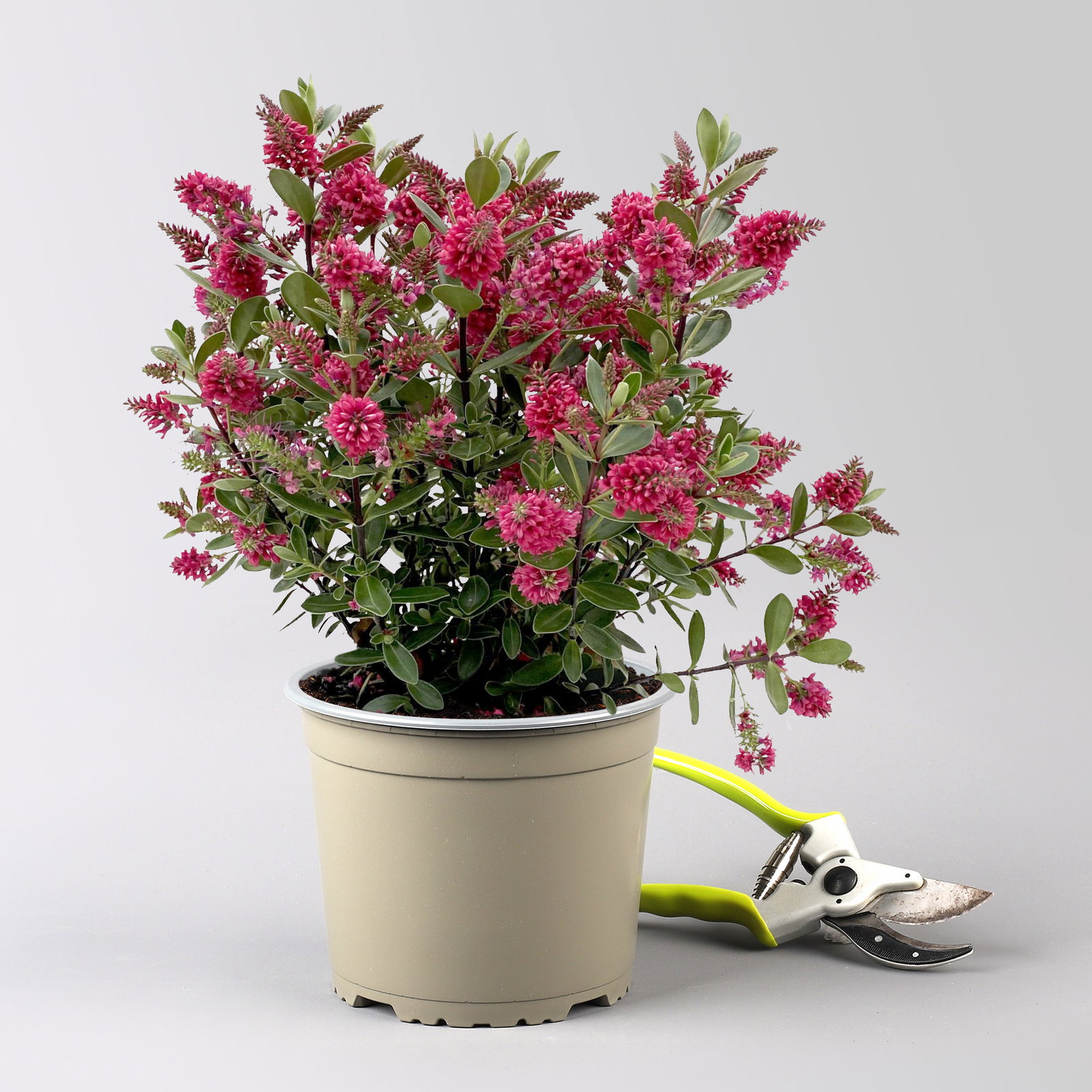 Hebe 'All Blooms®', rot, Topf 17 cm Ø, Höhe ca. 35 cm, 2 Pflanzen Hebe 'All Blooms®', rot, Topf 17 cm Ø, Höhe ca. 35 cm, 2 Pflanzen