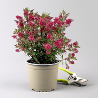 Hebe 'All Blooms®', rot, Topf 17 cm Ø, Höhe ca. 35 cm, 2 Pflanzen Hebe 'All Blooms®', rot, Topf 17 cm Ø, Höhe ca. 35 cm, 2 Pflanzen