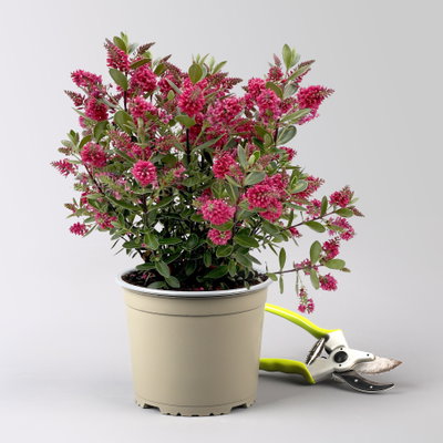 Hebe 'All Blooms®', rot, Topf 17 cm Ø, Höhe ca. 35 cm, 2 Pflanzen Hebe 'All Blooms®', rot, Topf 17 cm Ø, Höhe ca. 35 cm, 2 Pflanzen
