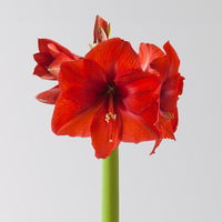 Gewachste XL-Amaryllis- Zwiebel, rote Blüte, handbemalt, Dekor 'Häuser'