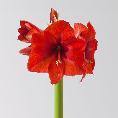 Amaryllis in Wachs, Dekor 'White Mix', zufällig, Blüte rot, 2 Pflanzen