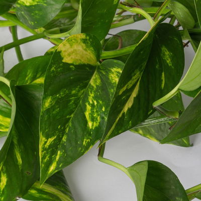 Efeutute, in Ampeltopf, Topf-Ø 18 cm, Höhe ca. 35 cm Efeutute, in Ampeltopf, Topf-Ø 18 cm, Höhe ca. 35 cm