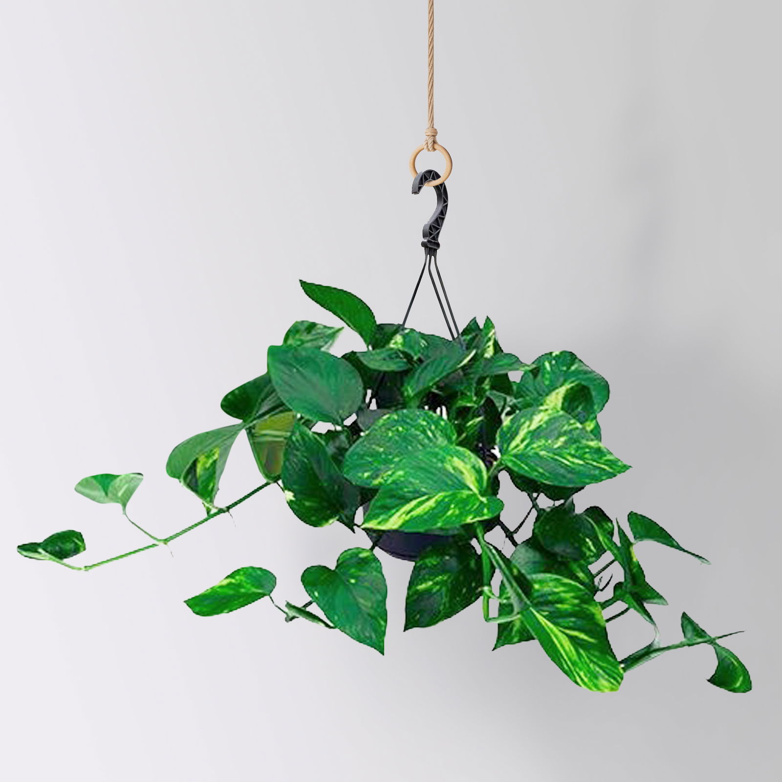 Grünpflanzen-Set Episches-Duo, Hängeampel-Ø 15 cm, 2 Pflanzen