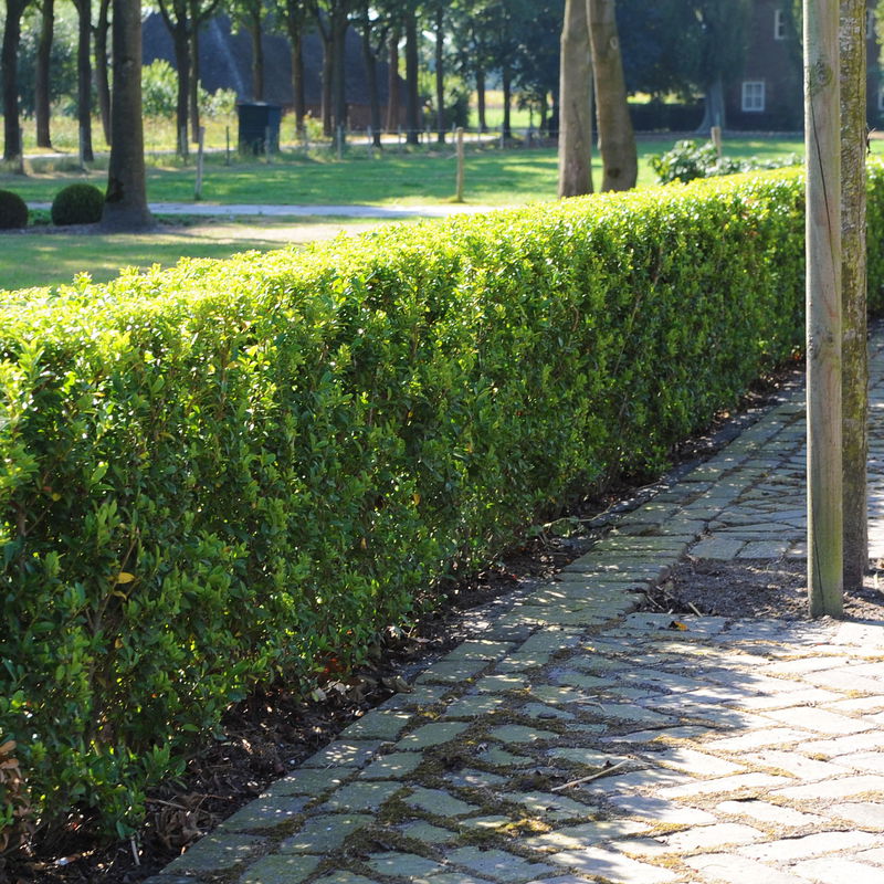 Stechpalme Ilex maximowicziana 'Impala®' online kaufen PflanzenKölle