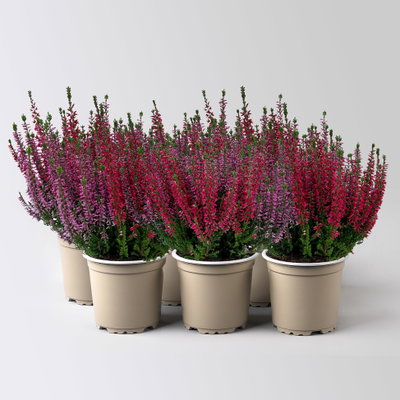 Calluna 'Twin', rot-lila, Topf-Ø 10,5 cm, 6 Pflanzen Calluna 'Twin', rot-lila, Topf-Ø 10,5 cm, 6 Pflanzen