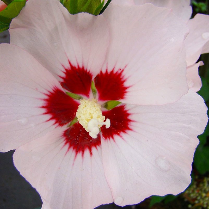 Garten-Hibiscus, bunt, 3er-Set, Höhe 40-60 cm, Topf 4,6 Liter