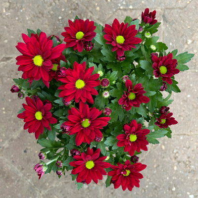 Chrysanthemen 'Swifty', rot, Topf-Ø 10,5 cm, 6 Pflanzen Chrysanthemen 'Swifty', rot, Topf-Ø 10,5 cm, 6 Pflanzen