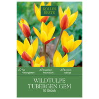 Wildtulpen Tubergen Gem rot/gelb, 10 Blumenzwiebeln