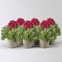 Edelgeranie Bella Donna® 'Don Leo®', rot, Topf-Ø 12 cm, 6 Pflanzen Edelgeranie Bella Donna® 'Don Leo®', rot, Topf-Ø 12 cm, 6 Pflanzen