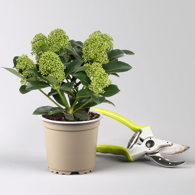 Pflanzenkreation Winterweiß, 8 Pflanzen + Lichterkette + Erde Pflanzenkreation Winterweiß, 8 Pflanzen + Lichterkette + Erde