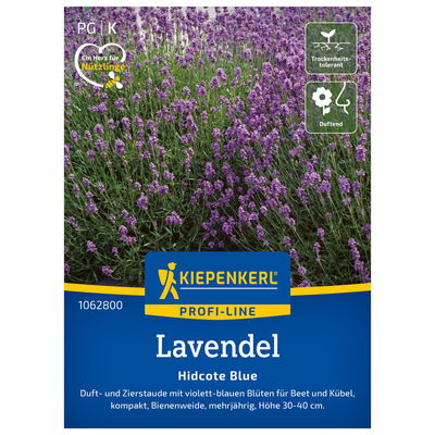 Blumensamen, Lavendel 'Hidcote Blue Strain', lila Blumensamen, Lavendel 'Hidcote Blue Strain', lila