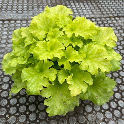 Bio Purpurglöckchen 'Apple Twist', rot bis apfelgrün, Topf-Ø 12 cm, 3 Pflanzen Bio Purpurglöckchen 'Apple Twist', rot bis apfelgrün, Topf-Ø 12 cm, 3 Pflanzen